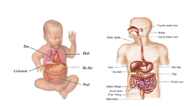 Hành trình hấp thu dinh dưỡng của trẻ