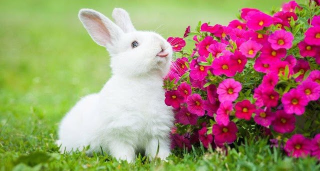 Thông điệp của câu chuyện